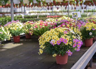 Flowers in pots in a greenhouse. Beautiful blooming green house. Greenhouse for growing seedlings of plants. Flowering plants in a flower nursery. Plants.