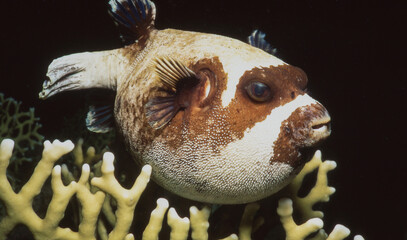 Pufferfish © David_Steele
