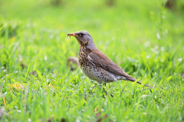 Young thrush bird looking for food in the green grass. Songbird in a spring season