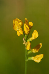 Blüten der Wiesen-Platterbse	