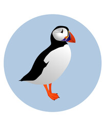 vector color flat illustration with a wild Atlantic puffin bird with a bright colorful beak in a blue circle
