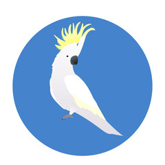vector color flat illustration with a tropical exotic white  cockatoo parrot bird with a yellow crest in a blue circle