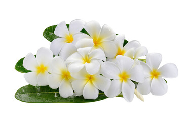 frangipani flower on transparent png © sommai