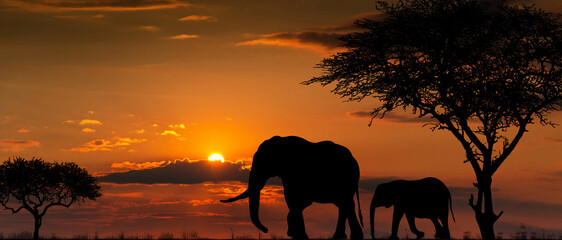 Plakat Silhouettes of african wild animals at sunset. Evening in African savanna.
