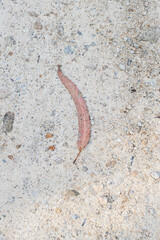 worm on the ground