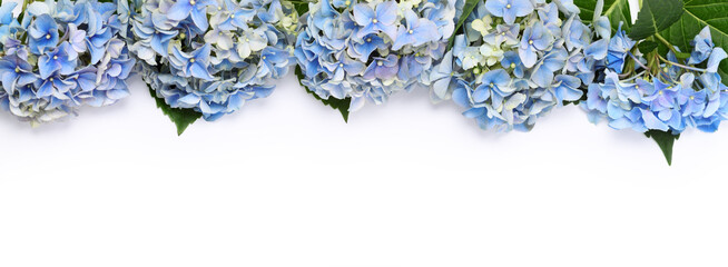 Border of blue hydrangea flowers