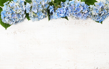 Border of blue hydrangea flowers