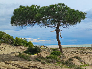 A lonely tree on the Turkish Riviera