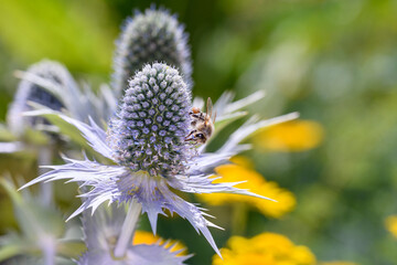Western honeybee - Apis mellifera - pollinates blue eryngo - Eryngium planum