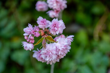 close up of a pink cherry tree , Sakura  flower
