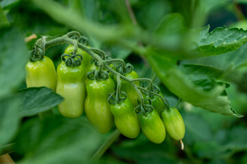 Green tomatoes plant in the garden, spring is started, fruit full of vitamins and health is growing