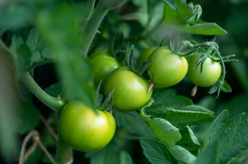 Green tomatoes plant in the garden, spring is started, fruit full of vitamins and health is growing