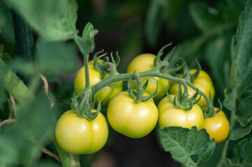 Green tomatoes plant in the garden, spring is started, fruit full of vitamins and health is growing