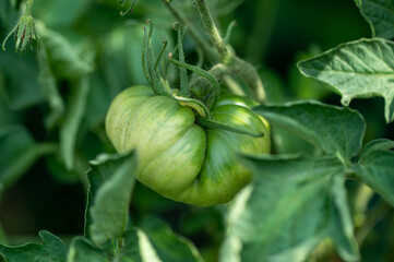 Green tomatoes plant in the garden, spring is started, fruit full of vitamins and health is growing