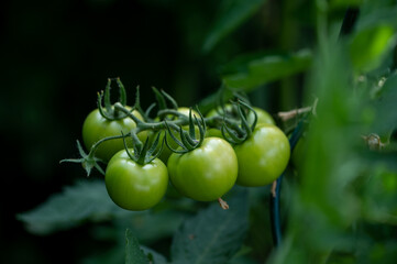 Green tomatoes plant in the garden, spring is started, fruit full of vitamins and health is growing