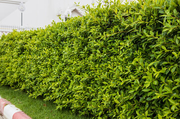 Side view of a fence wall with fresh green shrubs growing on the roadside.