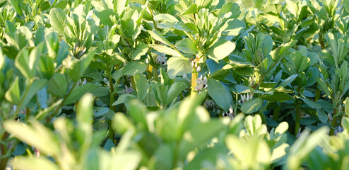beautiful green vegetable bean plants, white flowers honeyplants. Texture natural background of legumes, wallpapers, blurred banner, environmental concept, selective focus, agriculture, farming