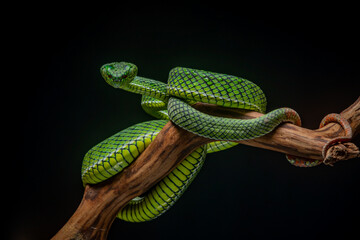 Portrait of a new species of green pit viper, Trimeresurus Calamitas native to nias Island of Indonesia with solid black background 