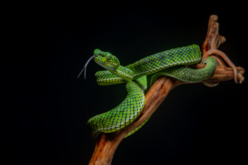 Portrait of a new species of green pit viper, Trimeresurus Calamitas native to nias Island of Indonesia with solid black background 