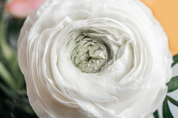 Close up of head of tender ranunculus flower. Bunch of Persian buttercup in floral arrangements, top view
