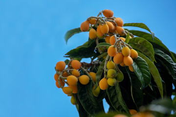 New world tree branch, Maltese plum (Eriobotrya japonica) fresh fruits .