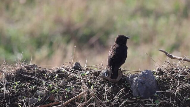Anteater chat singing on the bank at the side of the road in East Africa