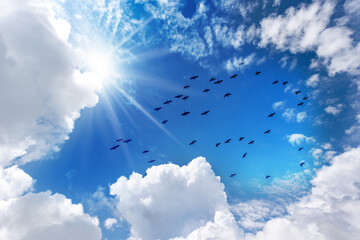 Silhouette of a flock of ducks against a beautiful blue clear sky with white cumulus clouds (cumulonimbus), bottom view, full frame, photography.
