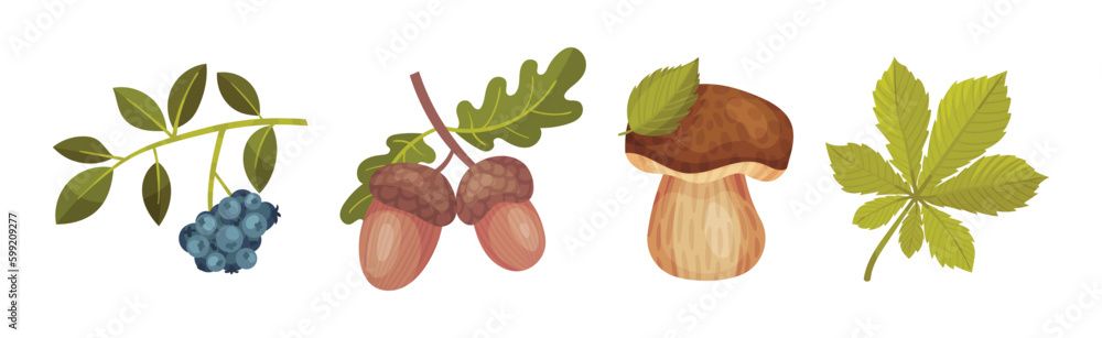 Poster forest botany element with berry twig, acorn and mushroom vector set