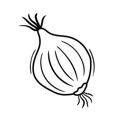 Hand drawn onion sketch illustration. Doodle supermarket food item. Outline vegetable vector drawing
