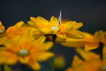 黄色い花のルドベキアにとまるシジミチョウ