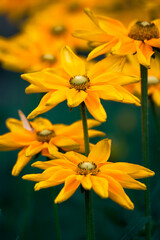 黄色い花のルドベキア