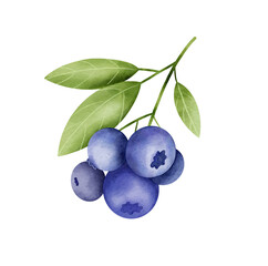 Blueberry sprig isolated on white background. Digital watercolor