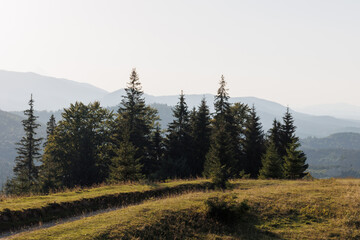 A magical scenic view of the mountains at sunset. A beautiful view of the green trees on the hill. Carpathian Mountains