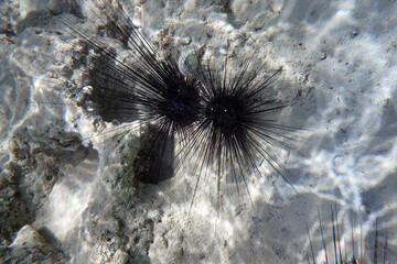 sea urchins in th red sea