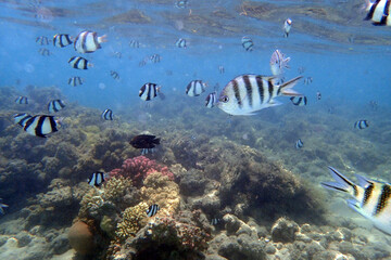 small fishes in the red sea