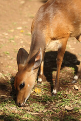 Obraz premium Buschbock / Bushbuck / Tregelaphus scriptus.