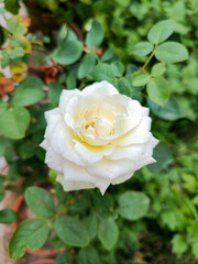 white rose on green background