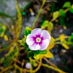 pink and white flower in the garden.