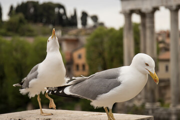 SEAGULLS PHOTOGRAPHED IN ROME ITALY