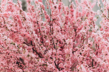 Fototapeta premium Sakura cherry blossoms blooming flowers in the garden park in early spring. Hanami celebration, Japanese festival. Background image 