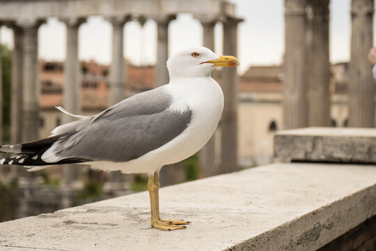 SEAGULLS PHOTOGRAPHED IN ROME ITALY