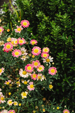 Garden daisy bush in flower.