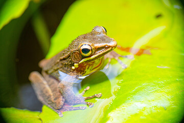 frog on a green leaf water pond