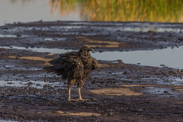 American black vulture on Trinidad pitch lake. The black vulture (Coragyps atratus) is a large bird of prey. The Pitch Lake (La Brea, Trinidad) is the largest natural deposit of asphalt in the world.