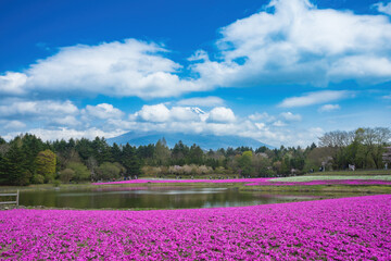 Japan Shibazakura Festival with the field of pink moss of Sakura or cherry blossom with Mountain Fuji in background