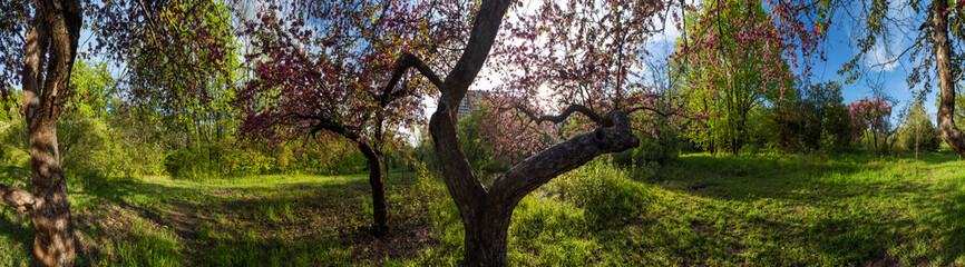 Fototapeta na wymiar Pink cherry blooming tree in green sunny spring garden with sunset sun shining through branches. Wide panorama