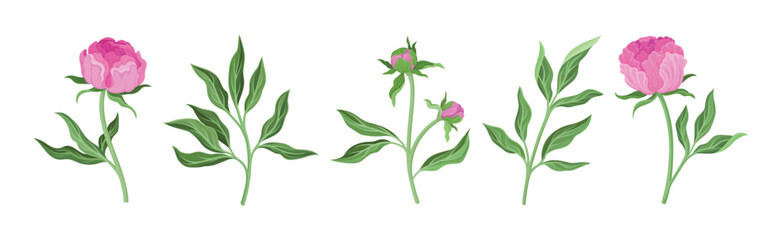 Pink Peony Flower Bud on Green Stems with Leaves Vector Set