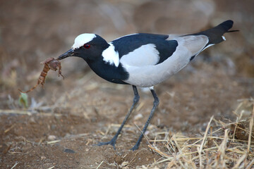 Waffenkiebitz / Blacksmith lapwing or Blacksmith plover / Vanellus armatus..