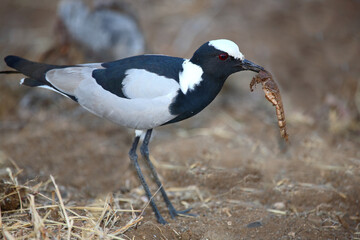Waffenkiebitz / Blacksmith lapwing or Blacksmith plover / Vanellus armatus..