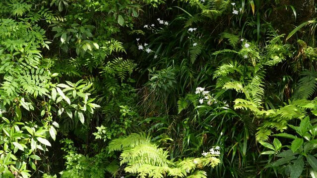 Ferns photographed in a remote forest
